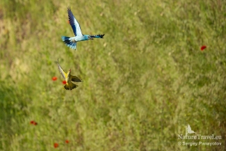 European roller chasing Golden oriole, European Roller hide